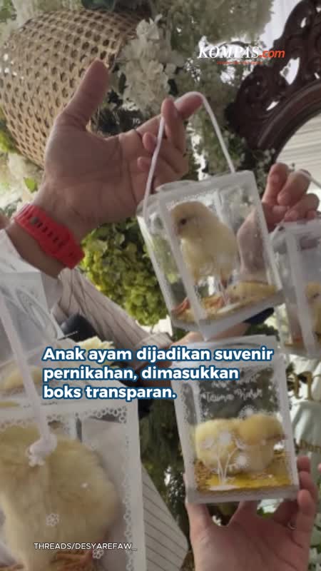 Anak Ayam Dijadikan Suvenir Pernikahan, Pengantin Minta Maaf