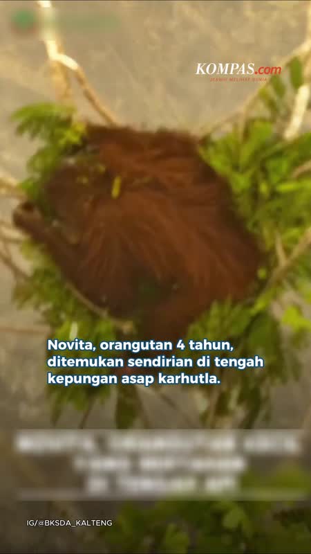 Novita, Orangutan Usia 4 Tahun, Bertahan Sendiri di Tengah Kepungan Asap di Kalteng