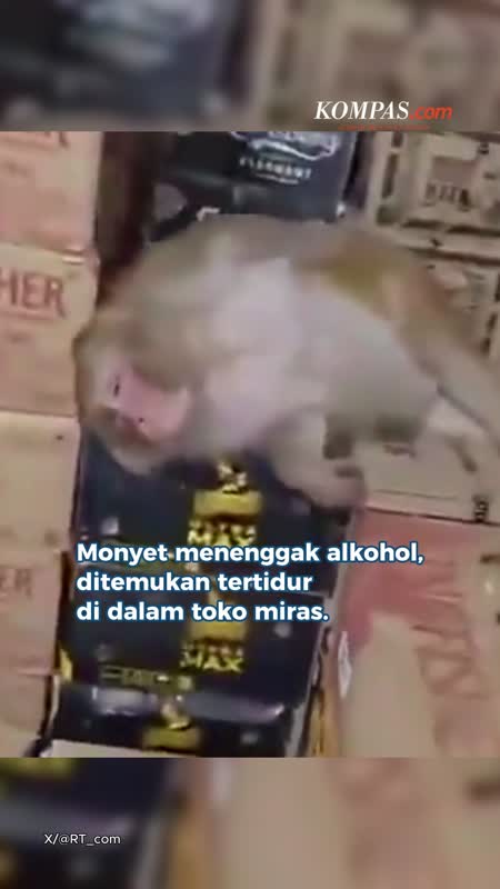Monyet Ketiduran gara-gara Minum Alkohol di Toko