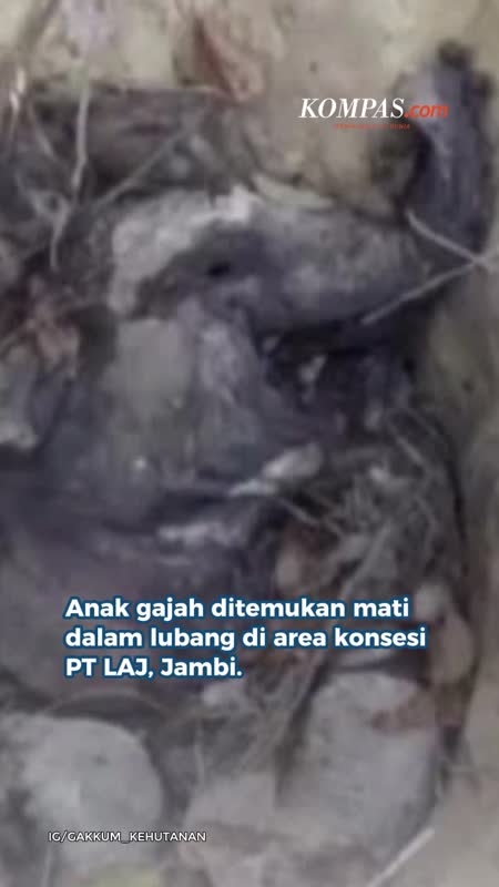 Anak Gajah Mati di Lubang Kebun Karet Jambi, Dugaan Kelalaian Diselidiki