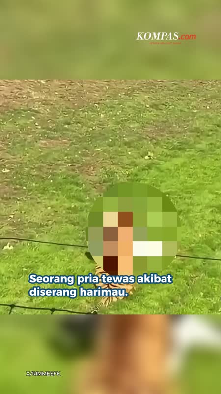 Masuk Kandang Harimau, Pria Tewas Diserang