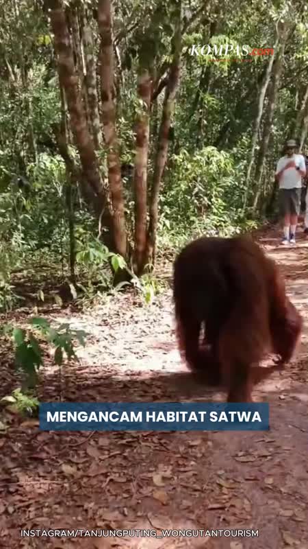 Karhutla Tanjung Puting Ancam Habitat Orang Utan, Relawan Teriak