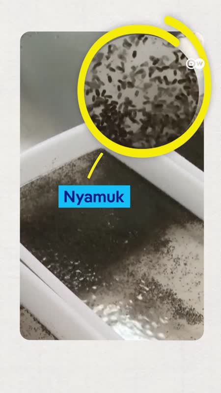Metode Wolbachia: Kenapa Jutaan Nyamuk Dilepas Ke Kota?