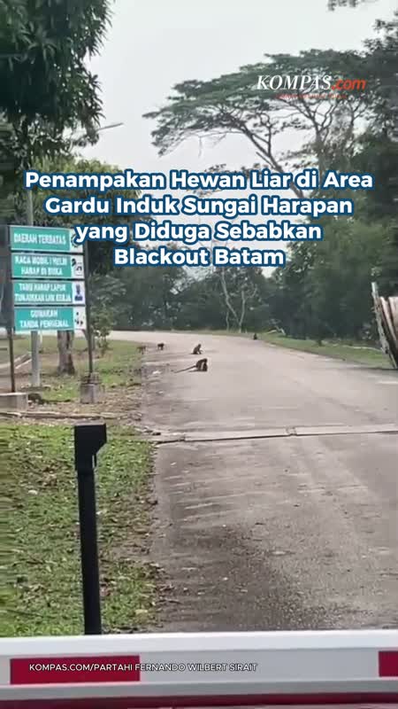 Penampakan Hewan Liar Di Area Gardu Induk Sungai Harapan Yang Diduga Sebabkan Blackout Batam