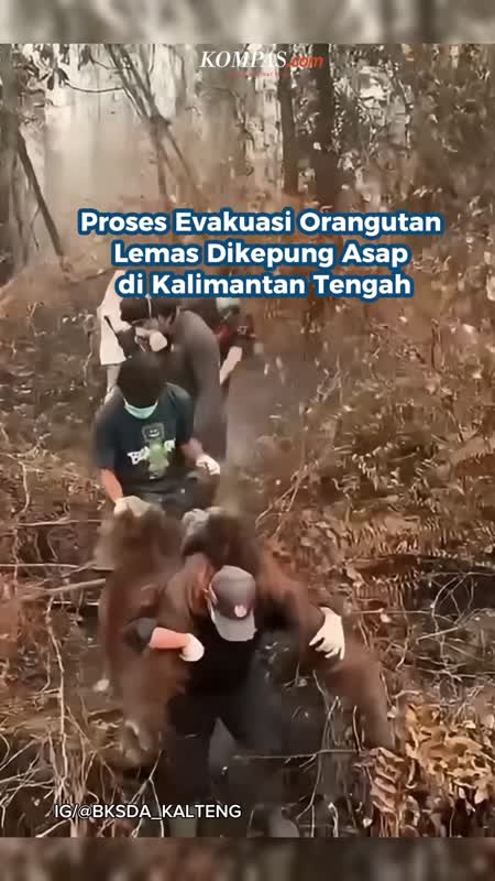 Proses Evakuasi Orangutan Lemas Dikepung Asap Di Kalimantan Tengah