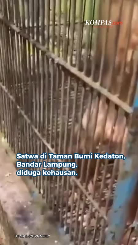 Viral Video Satwa Bumi Kedaton Lampung Diduga Kehausan, Pengelola Akui Terkendala Operasional