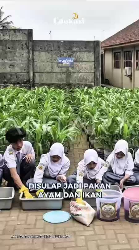 Siswa SMA Di Tasikmalaya Ubah Sisa Makanan MBG Jadi Pakan Ternak