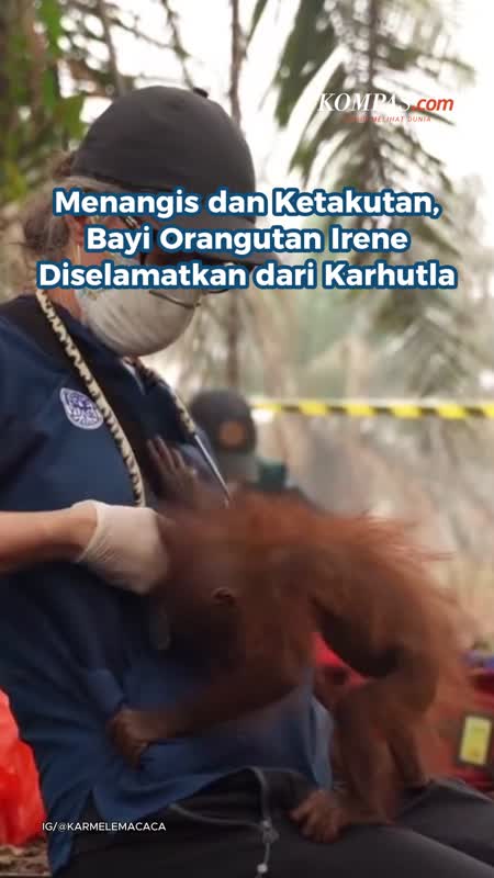 Menangis dan Ketakutan, Bayi Orangutan Irene Diselamatkan dari Karhutla