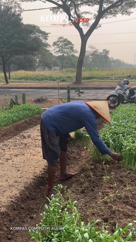 Beli Sayur Di Kebun Ini Bisa Petik Sendiri