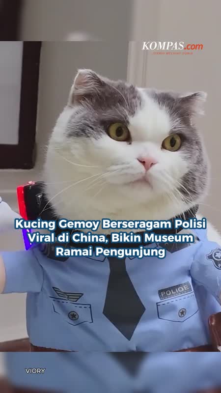 Kucing Gemoy Berseragam Polisi Viral di China, Bikin Museum Ramai Pengunjung