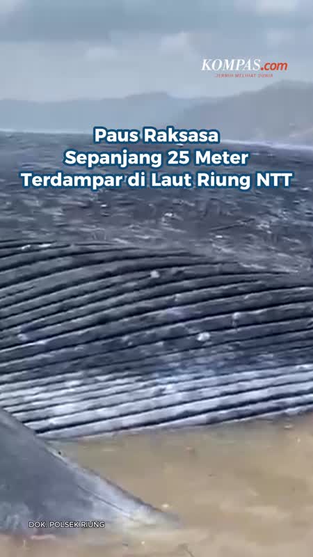 Paus Raksasa Sepanjang 25 Meter Terdampar di Laut Riung NTT