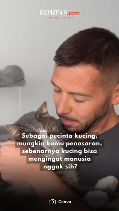 Apakah Kucing Bisa Mengingat Manusia?