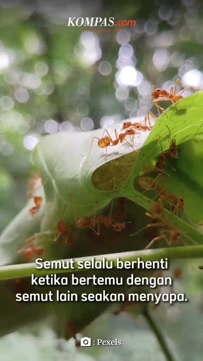 Kenapa Semut Selalu Berhenti Saat Bertemu Semut Lain?