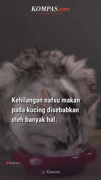 Penyebab Kucing Peliharaan Tidak Mau Makan, Apa Saja?