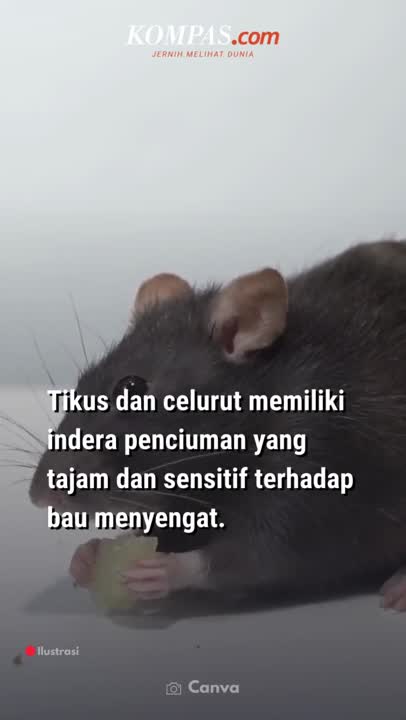 Tikus Paling Benci Bau Benda Ini, Ampuh untuk Usir dari Rumah