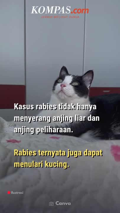 Tanda-tanda Kucing Terkena Rabies, Apa Saja?