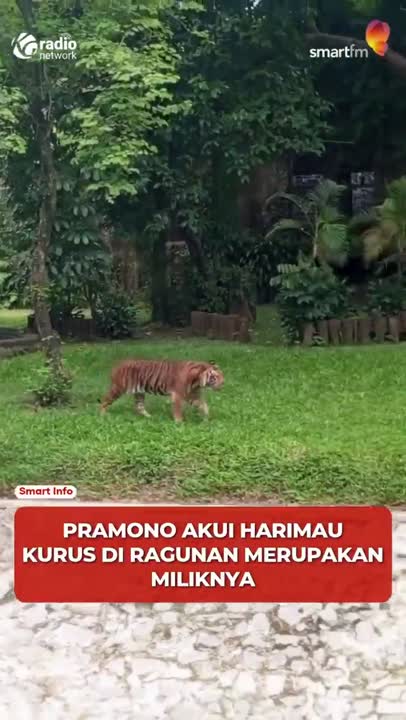 Gubernur Pramono Klarifikasi Harimau Kurus: “Itu Satwa Pribadi Saya!” #Shorts