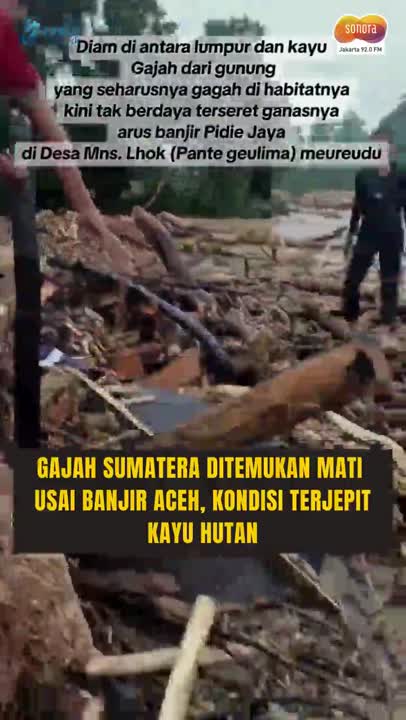 Tragis! Gajah Sumatera Tewas Terseret Banjir Bandang di Pidie Jaya #Shorts