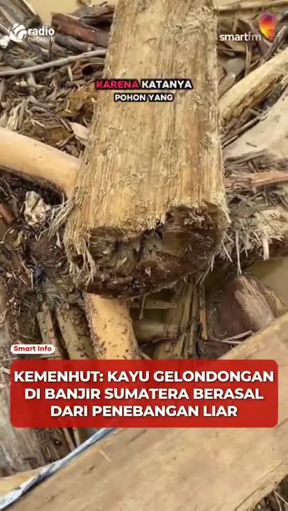 Kayu Gelondongan di Banjir Sumut: Legal, Ilegal, atau Alam? #Shorts