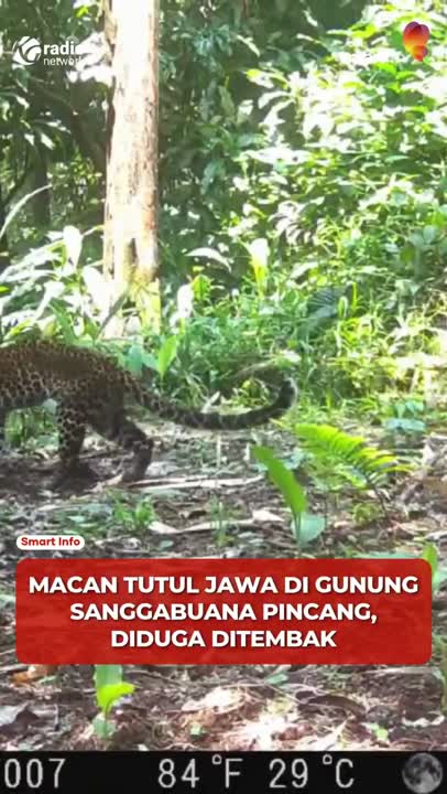 Macan Tutul Jawa Pincang, Diduga Korban Pemburu Liar #Shorts