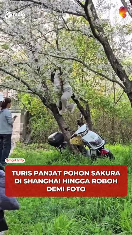 Pohon Sakura 20 Tahun Roboh, Wisatawan Diminta Ganti Rugi #Shorts