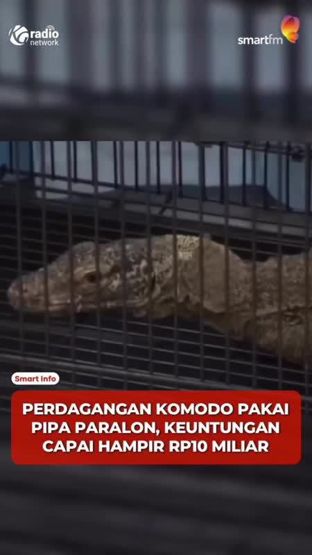 Sindikat Perdagangan Komodo ke Thailand, Dijual hingga Rp500 Juta/Ekor #Shorts