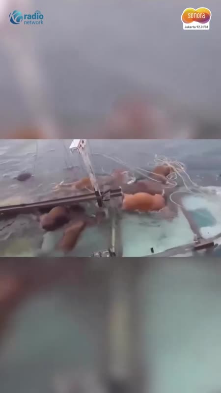 Kapal Angkut Ternak Tenggelam di Selayar, Muatan Sapi dan Ribuan Tabung Gas Ikut Hanyut #Shorts