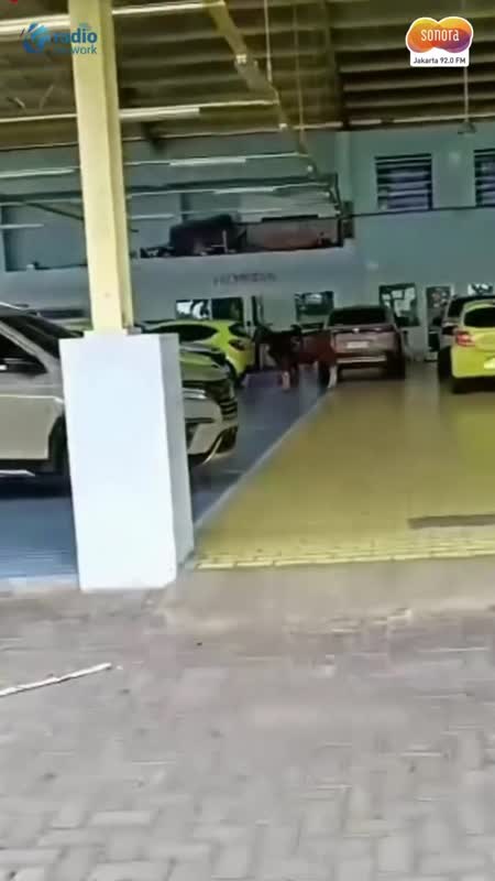 Viral! Sapi Kurban Kabur Masuk Dealer Mobil di Banyuwangi #Shorts