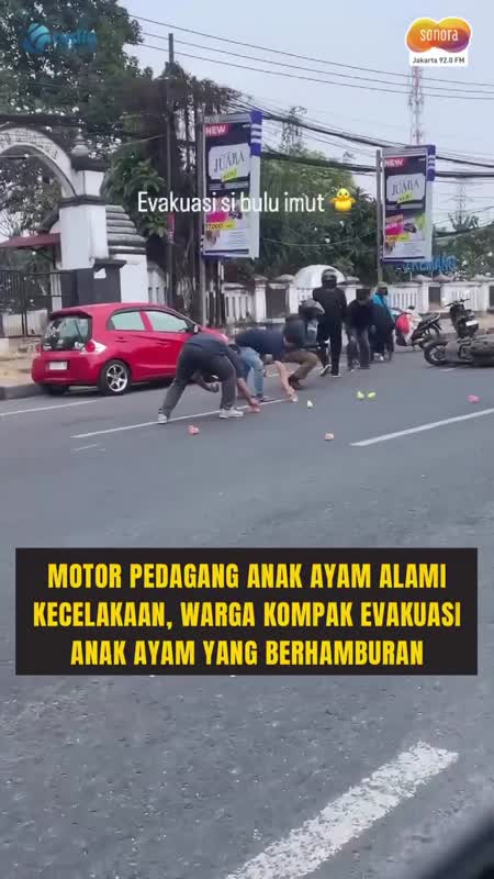 Anak Ayam Tumpah di Jalan, Warga Kompak Membantu #Shorts