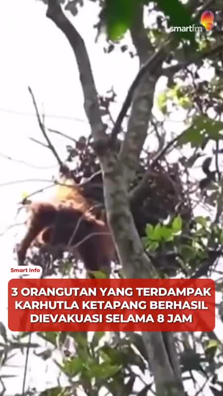 8 Jam Evakuasi, 3 Orangutan Korban Karhutla Berhasil Diselamatkan #Shorts