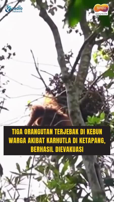 3 Orangutan Terjebak di Kebun Warga Ketapang Akibat Karhutla #Shorts