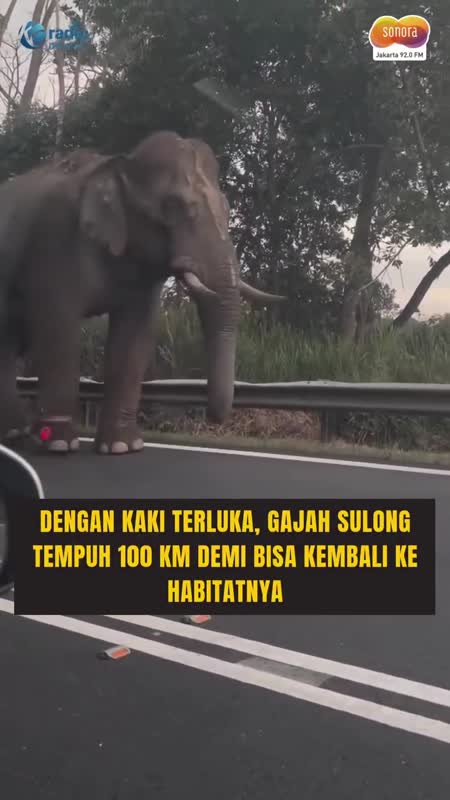 Gajah Sulong Tempuh 100 Km untuk Kembali ke Habitat Asalnya #Shorts