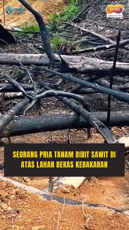 Tanam Bibit Sawit di Lahan Bekas Kebakaran, Status Lahan Belum Jelas #Shorts