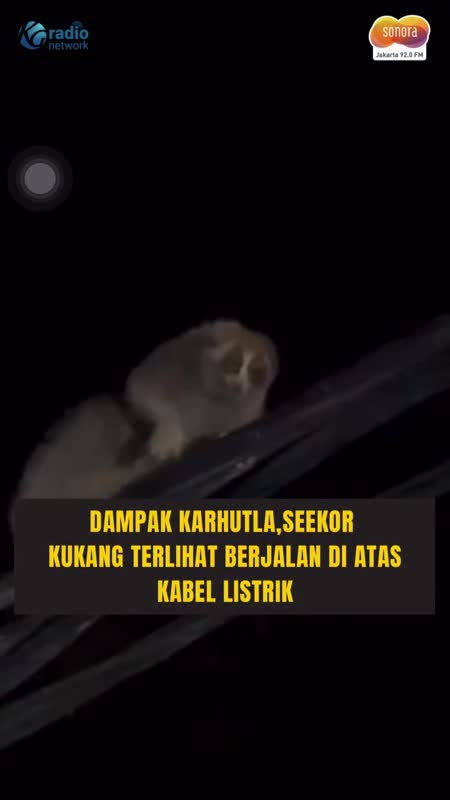 Kukang Naik Kabel Listrik, Diduga Kabur dari Karhutla #Shorts
