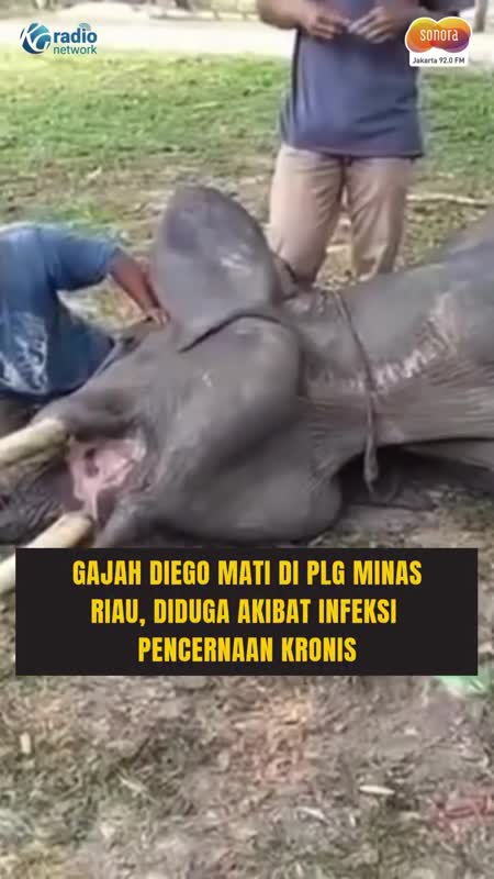 Gajah Diego Mati di Usia 17 Tahun, Diduga Akibat Infeksi Kronis #Shorts