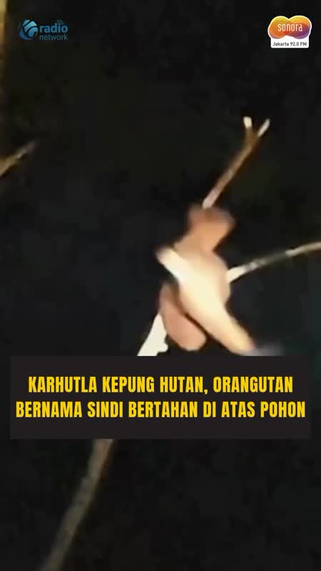 Bertahan di Pohon Kering, Orangutan Sindi Diselamatkan dari Karhutla #Shorts