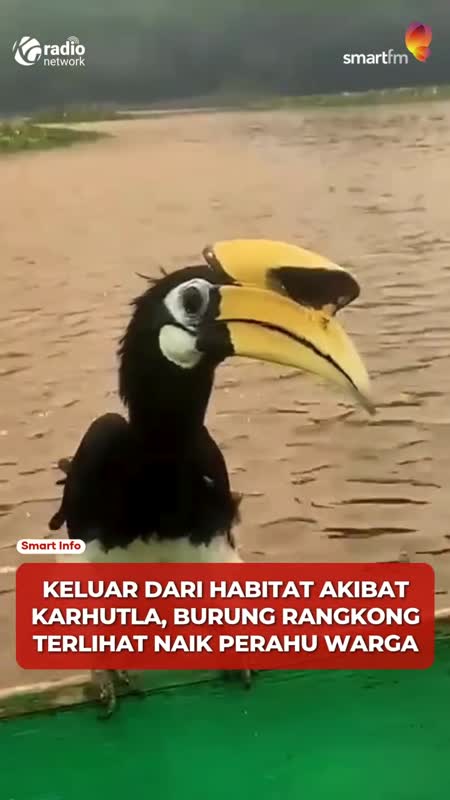 Rangkong Keluar dari Habitat, Bertengger di Perahu Warga Saat Karhutla #Shorts