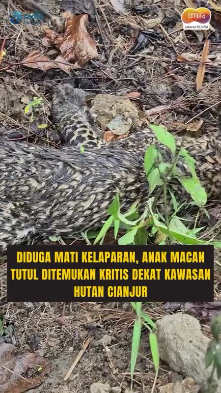 Anak Macan Tutul di Cianjur Tak Tertolong, Diduga Mati Kelaparan. Warga Sempat Beri Minum #Shorts