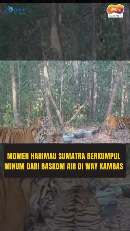 Akibat Musim Kering, Sekelompok Harimau Sumatera Minum dari Baskom di Way Kambas #Shorts