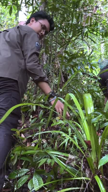 TATO DAYAK 2 - EPS 3