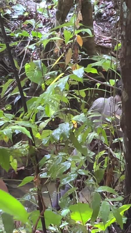 TATO DAYAK 2 - EPS 4